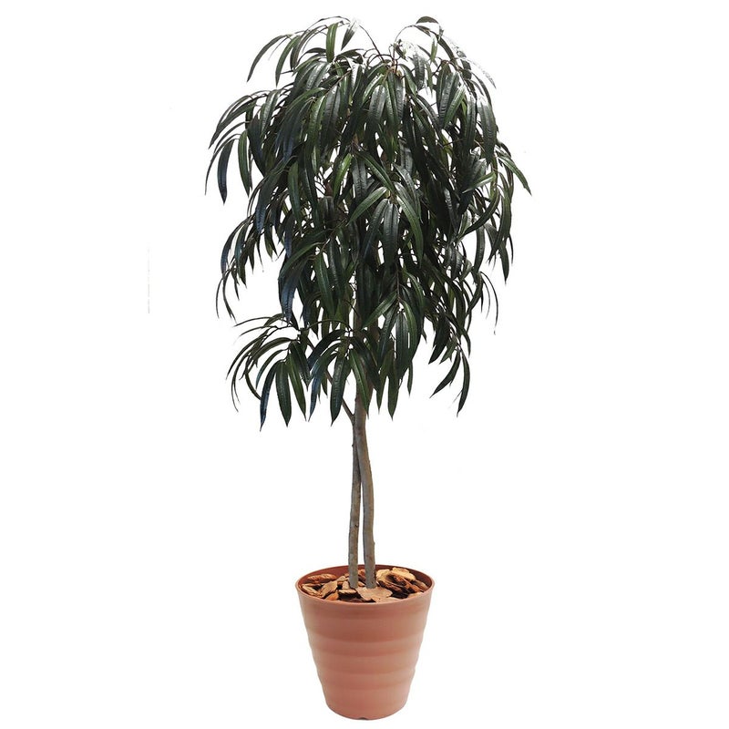 ショウナンゴムH1800mm